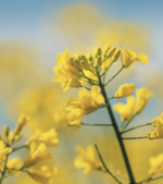 canola-rapeseed-plant