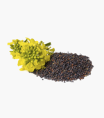 canola-seeds-plant