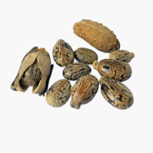 Castor Seeds