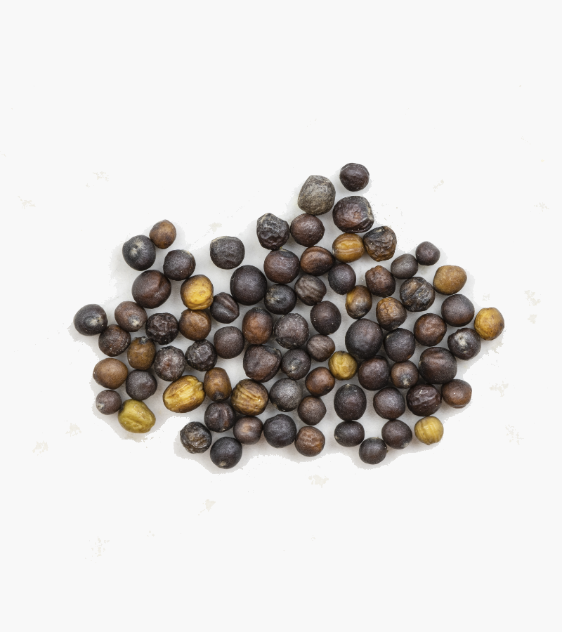 rapeseed-canola-wholegrains