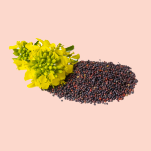 Oilseeds