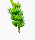green-banana-bunch