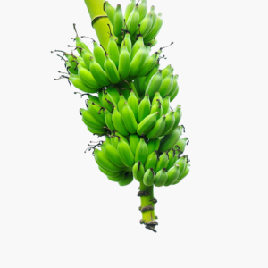 Green Bananas
